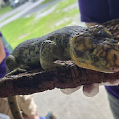 A larger version of: Lizard