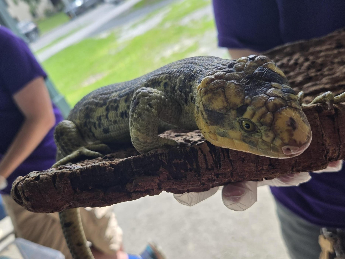lizard from the Utica zoo