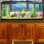 Thumbnail: A wooden step in front of a cabinet holding a very large, lit up fish tank.