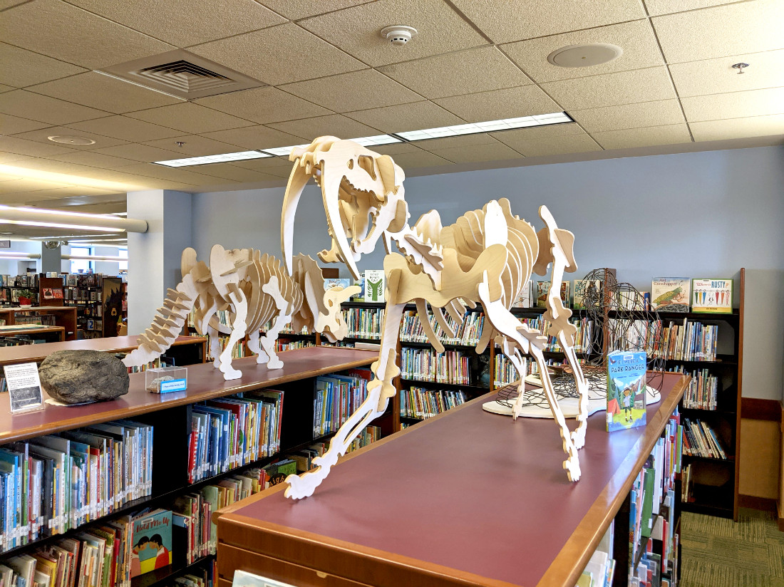 A large wooden skeletal diorama of a sabertooth tiger, and behind it a triceratops, stand atop some shelving countertops.