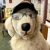 Stuffed animal of a golden retriever wearing a naval baseball cap and black framed glasses, sitting on a bench.