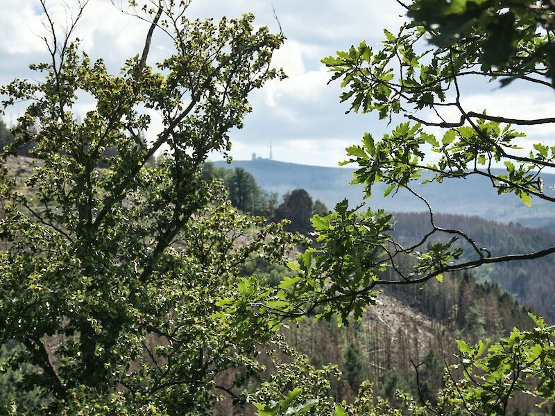 a view of a forested area with trees in the foreground. Photo by Johannes Schenk, Unsplash.